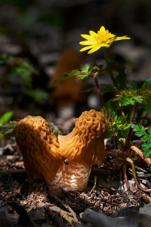 Early morel fungus - Verpa bohemica, spring mushroom with excellent taste. Slovakia - Central Europeの写真素材