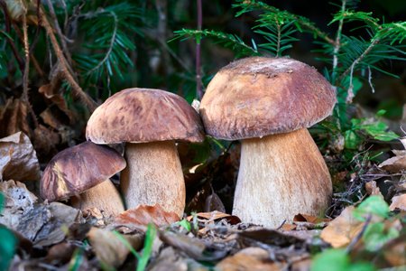 Boletus reticulatus - a meal fungus with an excellent tasteの写真素材