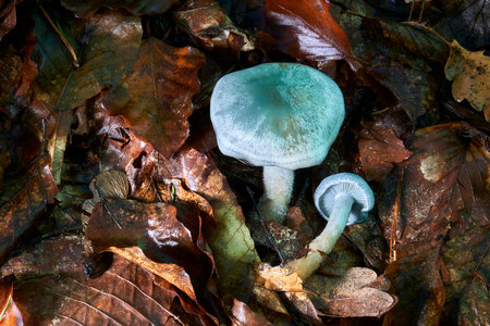 Clitocybe odora, blue green anise mushroom or aniseed toadstoolの写真素材