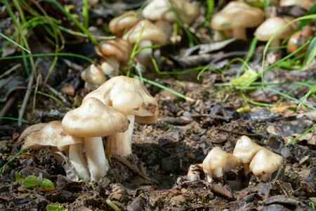 Entoloma clypeatum is an edible mushroom with excellent tasteの写真素材