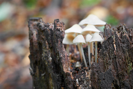 Mycena is Inedible mushrooms. Uncultivated fungi.
