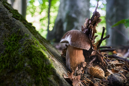 Boletus reticulatus - a meal fungus with an excellent tasteの写真素材
