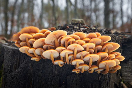 Flammulina velutipes is an edible mushroom with excellent tasteの写真素材