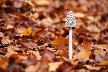 inedible fungus grows in forests, Central Europe, Coprinopsis picaceaの写真素材