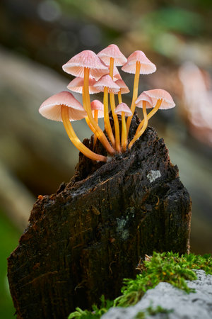 Fall scene with a group of mushrooms from central Europe, Slovakia.の写真素材