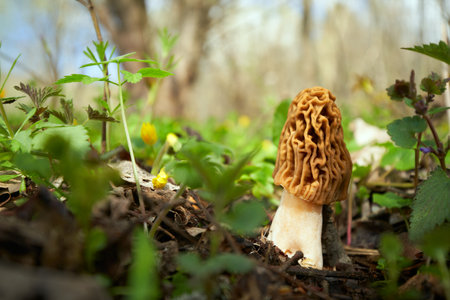 Edible mushrooms with excellent taste, grow in spring, Ptychoverpa bohemicaの写真素材