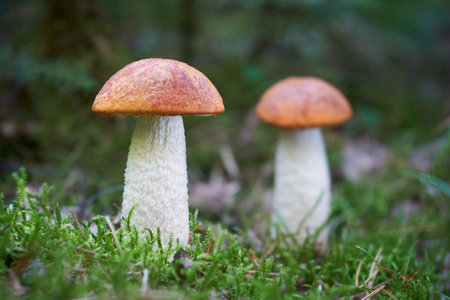 Leccinum albostipitatum is an edible mushroom with excellent tasteの写真素材