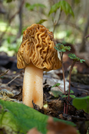 Edible mushrooms with excellent taste, grow in spring, Ptychoverpa bohemicaの写真素材