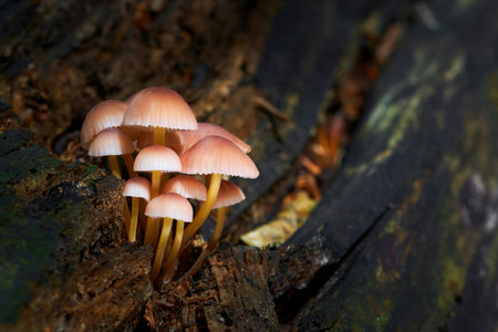 Fall scene with a group of mushrooms from central Europe, Slovakia.