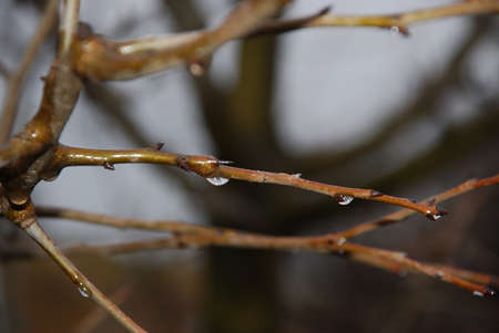 Sad Branches in the autumn - great background for the specific athmosphereの写真素材