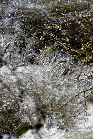 Sibiel creek blossom springtime near Sibiu Romaniaの写真素材