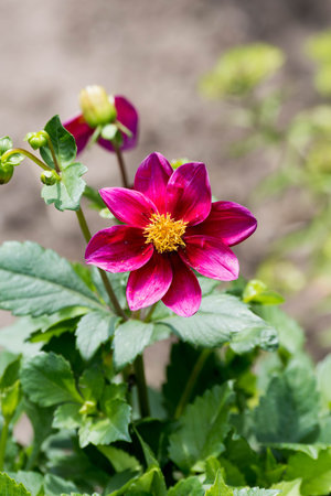Magenta flower on a blurred backhground