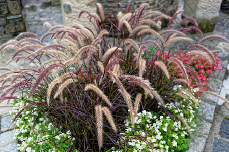 Floral arrangement at roadside in Krems an der Domauの写真素材