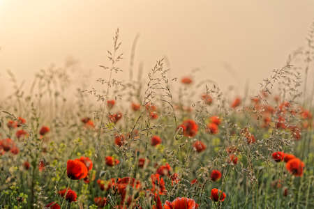 The field of poppies early morning fogの写真素材