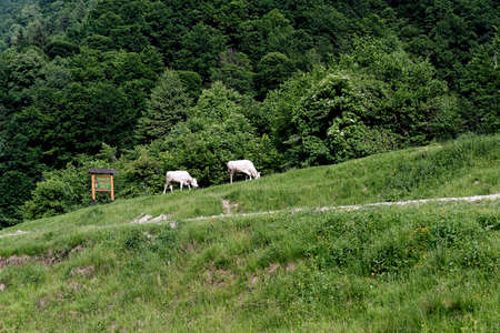 Two cows grazing on the edge of a mountain roadの写真素材