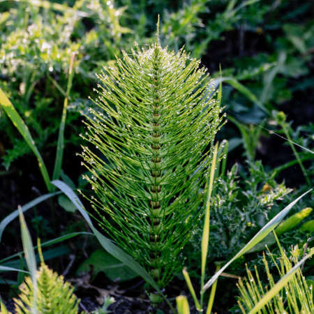 Pseudo Christmas tree in the middle of summerの写真素材