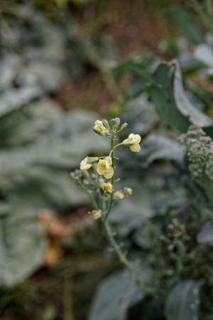 Broccoli flower on blurred backgroundの写真素材