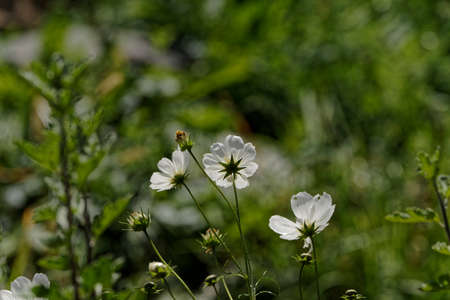 On the other side of the mirrorwhite flower on blurred backgroundの写真素材