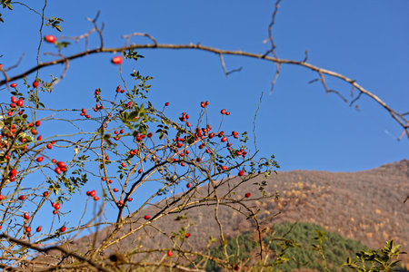 Rosehip on branch with blurred hill background on blue sky backgroundの写真素材