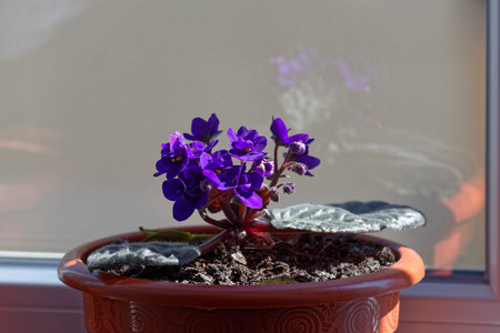 Saintpaulia Parmas Violet decorative flower
