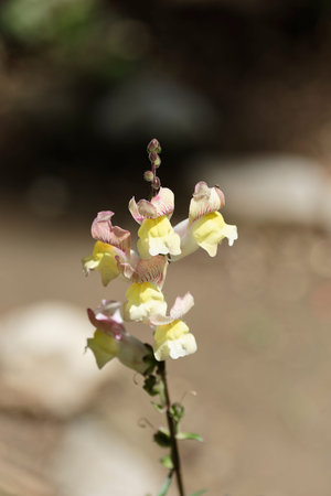 Snapdragon flower yellow on a blurry background in plain sun