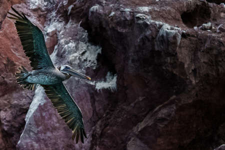 seabirdsの写真素材