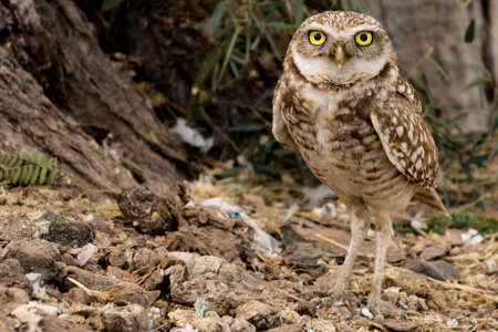 Urban Predatorの写真素材