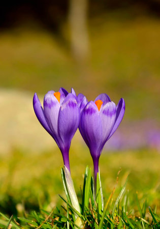 Purple crocuses in spring dayの写真素材