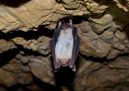 Greater mouse eared bat  Myotis myotis 