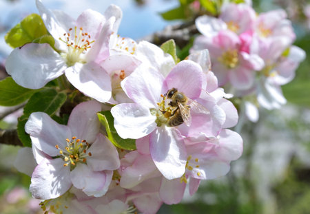 Apple flowers in spring