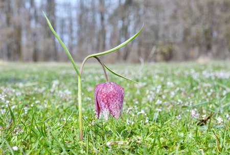 Snake Head Fritillary (Fritillaria meleagris)の写真素材