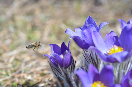 Mountain Pasqueflower (Pulsatilla montana)