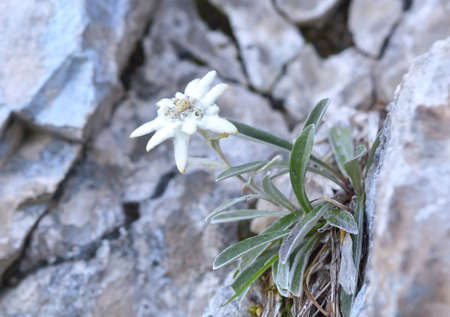 Edelweiss (Leontopodium alpinum) in natural habitatの写真素材