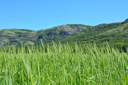 Wheat field and countryside sceneryの写真素材