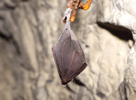 Greater horseshoe bat( Rhinolophus ferrumequinum)の写真素材