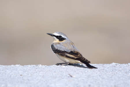 Wheatear (Oenanthe oenanthe)の写真素材