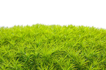 Green moss isolated on white bakgroundの写真素材