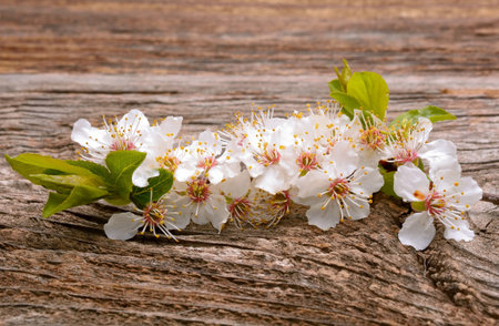 Spring blossom flowers apricot on wooden backgroundの写真素材