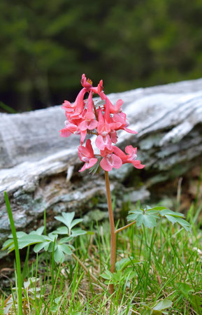 Corydalis solida is a species of flowering plant in the family Papaveracae