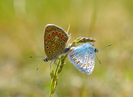 Silver-studded Blue Butterfly - Plebejus argus- male and female