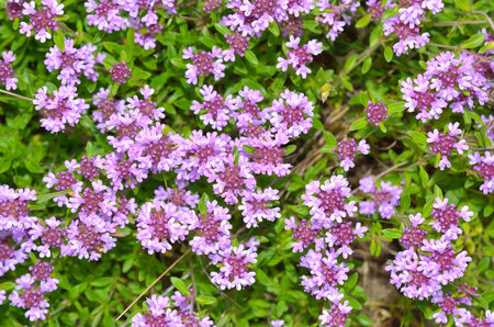 Fresh green thyme herbs with pink flowers