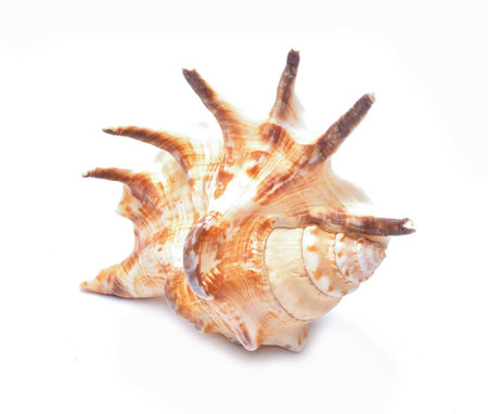 Marine sea shell