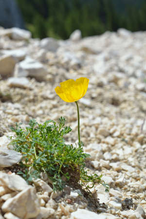 alpine poppy Papaver alpinumの写真素材