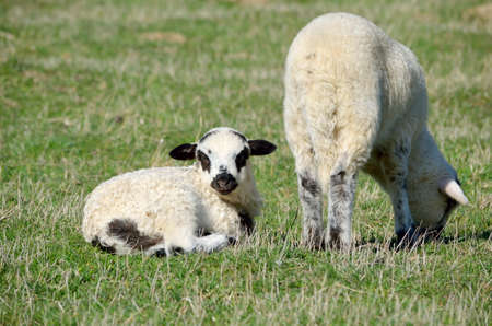 Little lambs on fieldの写真素材