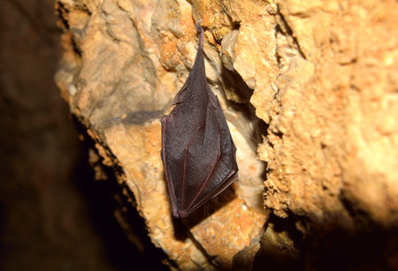 Greater horseshoe bat( Rhinolophus ferrumequinum)