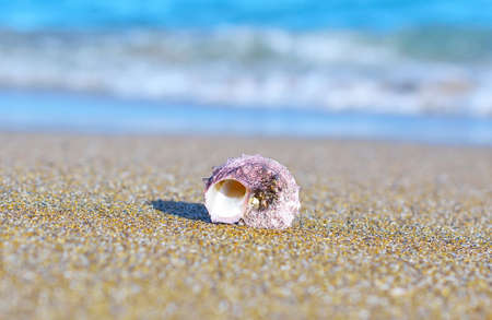 Seashell on the beachの写真素材