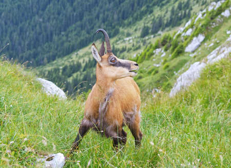 Chamois  Rupicapra rupicapraの写真素材