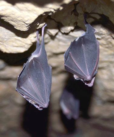 Greater horseshoe bat Rhinolophus ferrumequinum