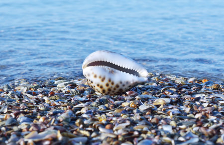 Seashell on the beach