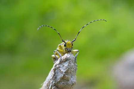 Long horned beetleの写真素材
